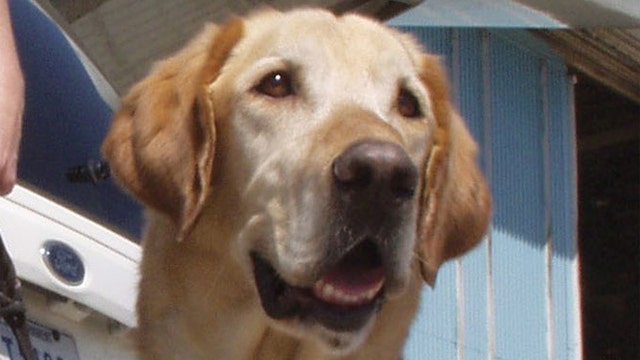 Study: A dog's memory lasts only two minutes