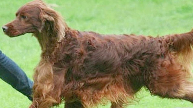 Irish Setter makan daging beracun, meninggal setelah pertunjukan di Inggris