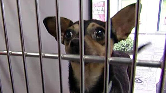 North Shore Animal League's largest mobile adoption event