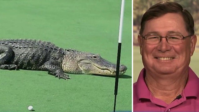 Golfer describes run-in with giant alligator on golf course