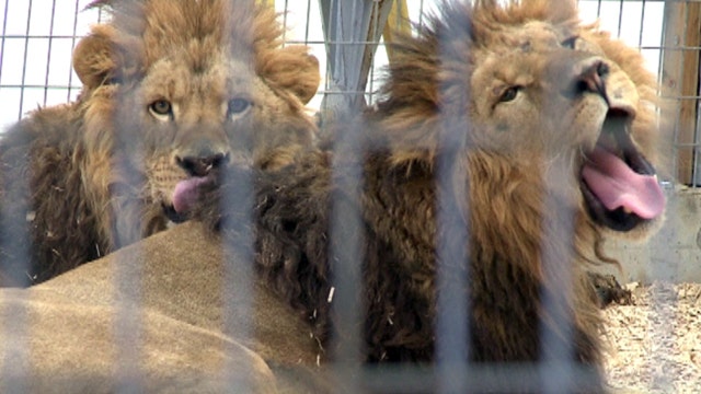 Thirty-three African lions headed for Colorado