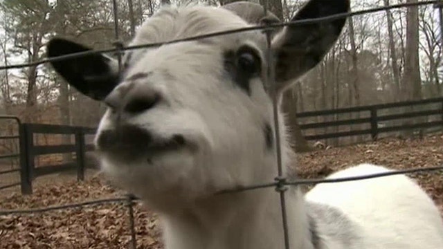 Teens arrested for stealing goat to ask girl to prom