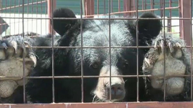 Oscar the Himilayan black bear looking for new home in U.S.