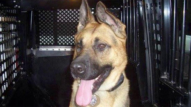 Police dog 'Judge' receives emotional tribute