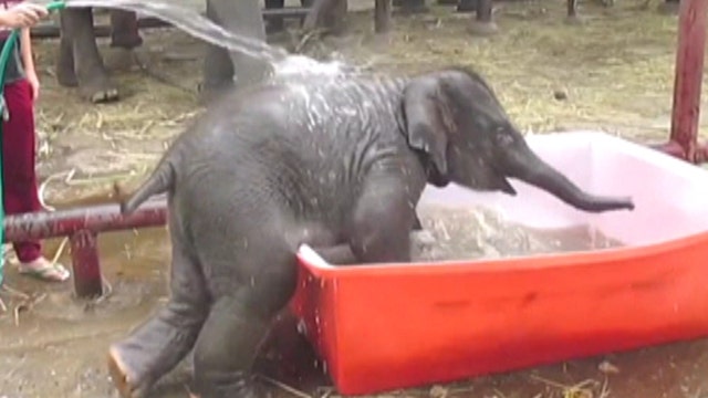 Baby elephant has trouble in the tub