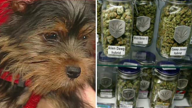 Medical marijuana for pets?