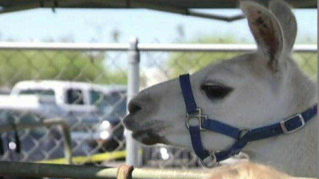Regulation nation: Feds demand new licenses for llamas 