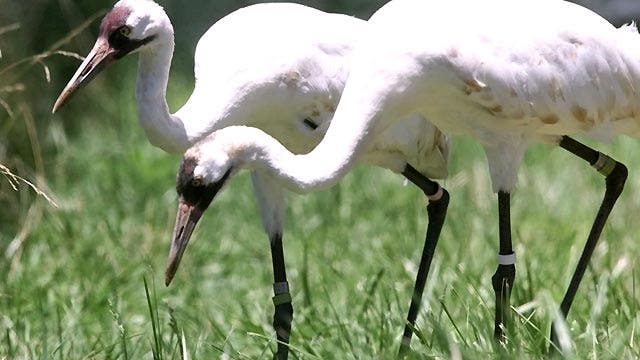 Operation Migration helping whooping crane population