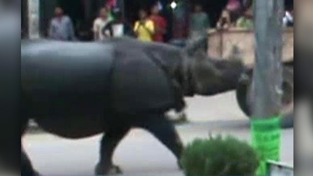 Rhino's deadly rampage caught on camera