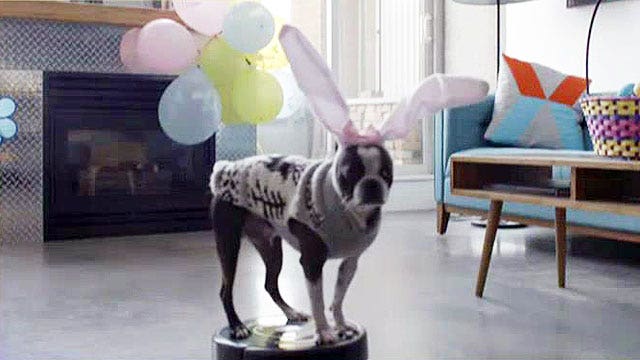 'Easter Dog' rides Roomba