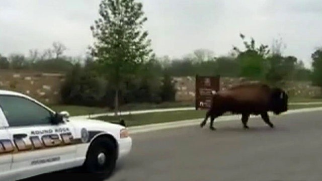 Escaped 2,000-pound buffalo leads cops on wild chase