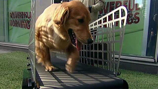 Help your pet shed pounds