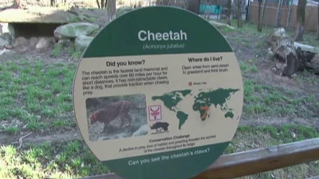 Close call for toddler who tumbled into cheetah exhibit