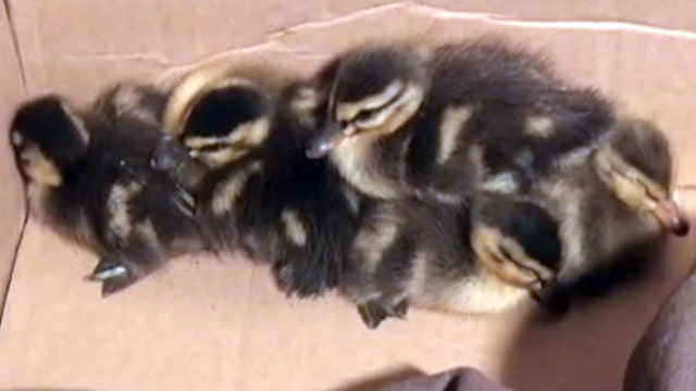 The Good, the Bad and the Ugly