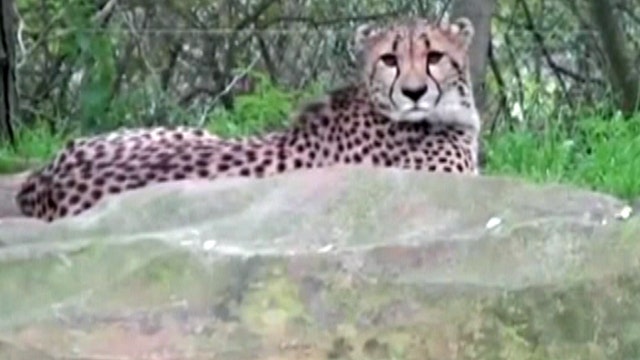 2-year-old falls over railing into cheetah exhibit 