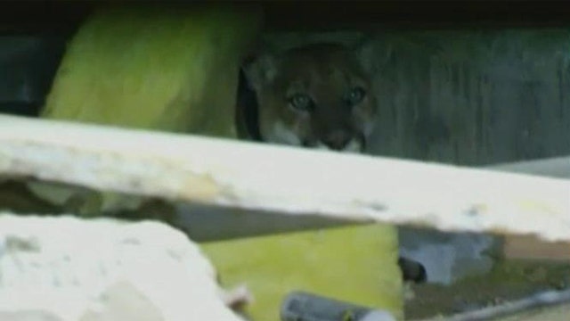 Officials attempt to remove mountain lion from under LA home