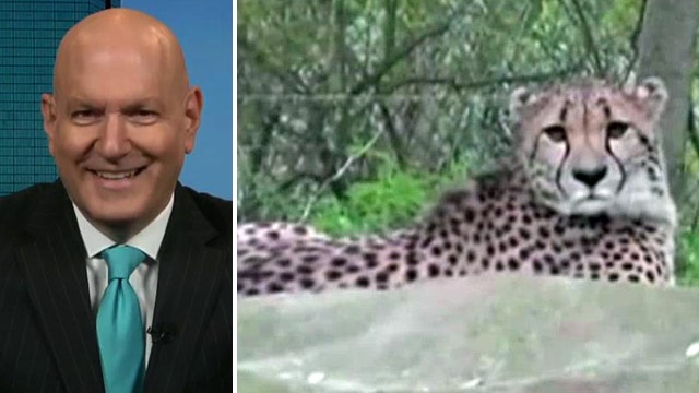 What led to mother dangling child over cheetah pit at zoo?