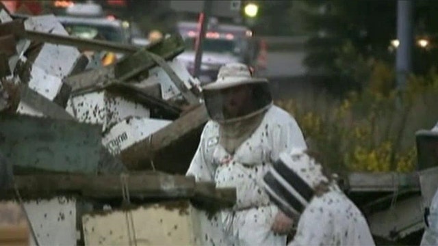 Overturned truck spills millions of bees onto interstate