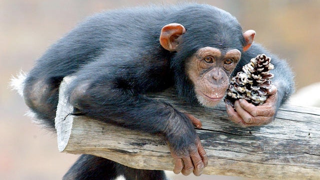 Judge to decide whether chimps are 'legal persons'