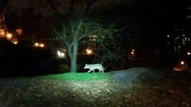 Coyote sightings on the rise in NYC