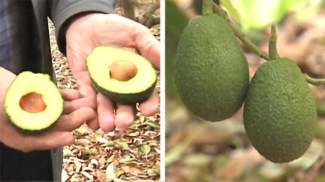 How California drought may impact avocado harvest