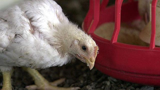 Tyson to stop using human antibiotics in chickens by 2017