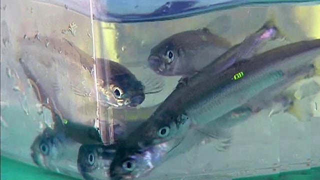 Fight over saving endangered fish amid California drought 