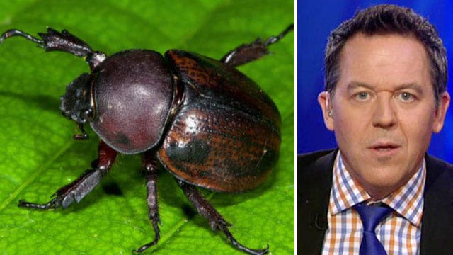 Gutfeld: Eat bugs to stop climate change? You first, Kofi