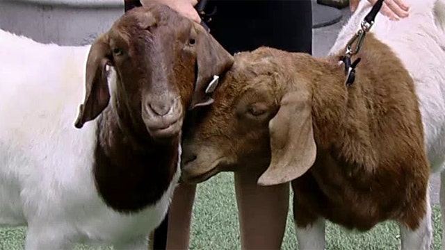 'Goats for the old Goat' feeds family for Mother's Day