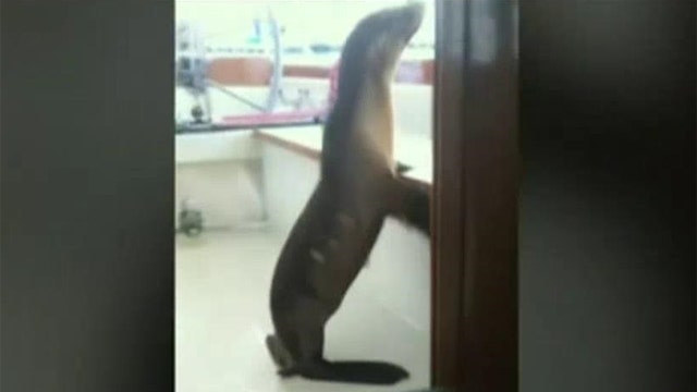 Baby sea lion stows away aboard private sailboat