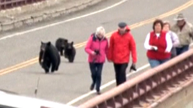 Bear family chases tourists at Yellowstone National Park