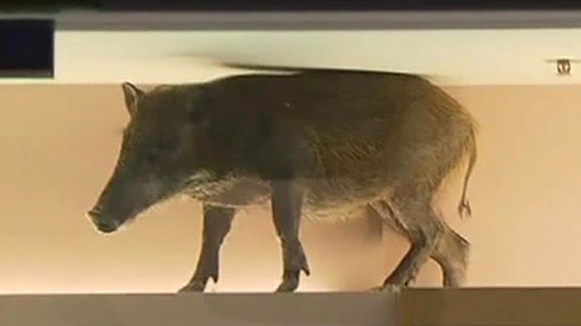 How much is that wild boar in the window?