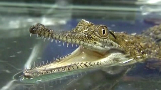 Phoenix Herpetological Society gets special delivery 