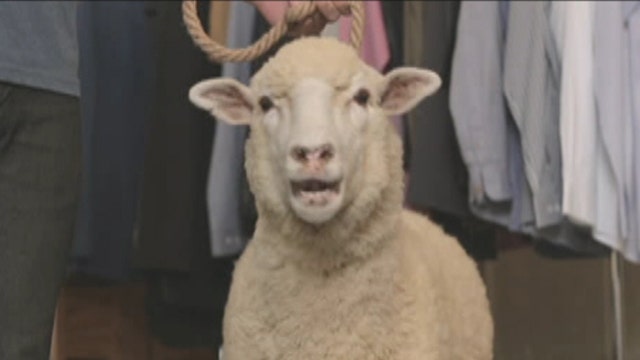 'Sheep to closet' model pays off for online retailer