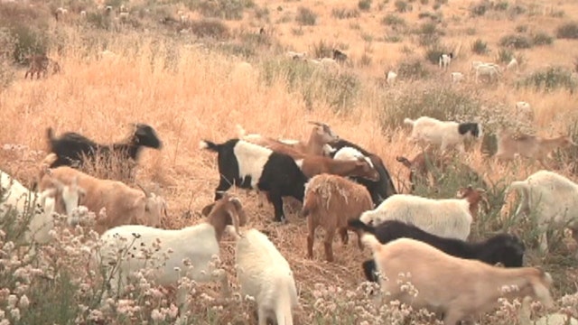Ronald Reagan Library turns to goat power