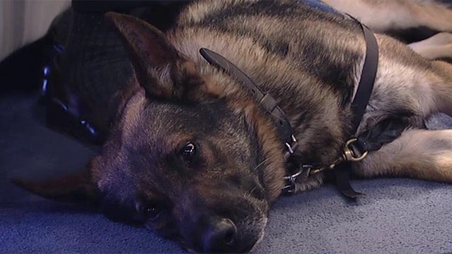 Vets hope amendment will allow for adoption of military dogs