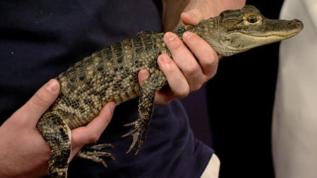 Mystic Aquarium opens new alligator exhibit