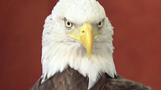 Fox Flash: Challenger the Eagle