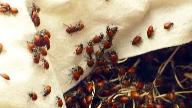 Students face charges after releasing 72K ladybugs in school