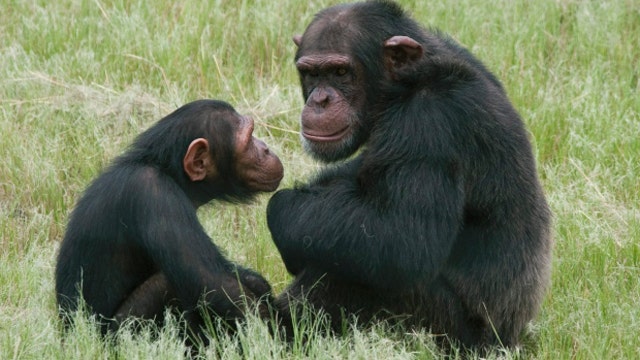 Should chimpanzees have the same legal rights as humans?