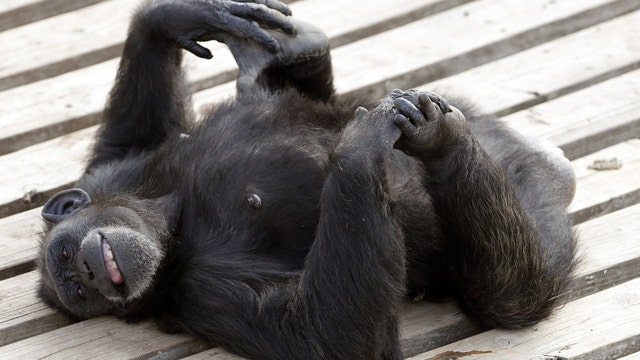 Should chimpanzees have human rights?