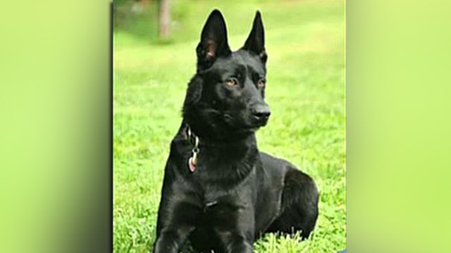Hero K-9 leaps to rescue after deputy ambushed