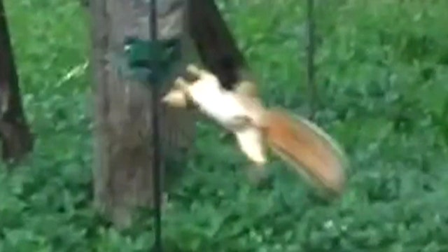 Hungry squirrel gets ride of its life