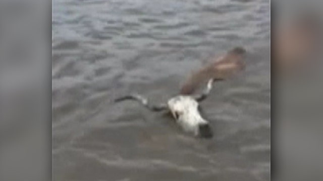 Cowboys use airboats to herd cattle stranded by Texas floods