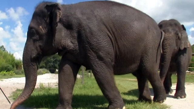 Animal sanctuary awaits elephants released by circus