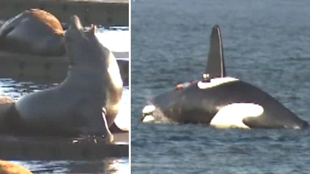 'Killer whale' vs. sea lions: Comical effort to rid pests