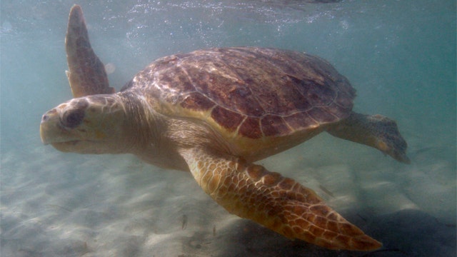 US Coast Guard rescues two trapped sea turtles