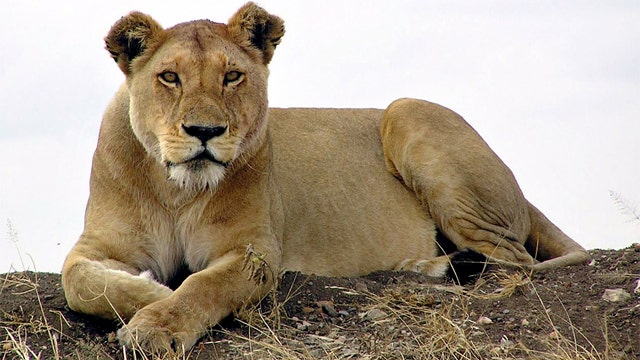 South Africa: Officials searching for escaped lion