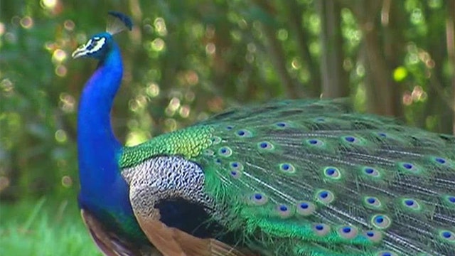 Florida residents grappling with peacock problem