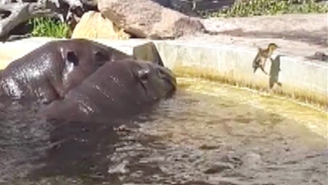 Helpful hippos save struggling duckling